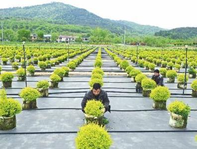 孝昌周巷：发展绿色产业赋能乡村振兴