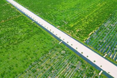 湖北日报报道孝昌：撂荒地种迷迭香 致富路上“分外香”