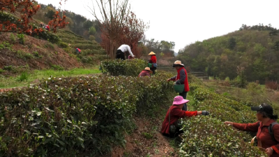 孝昌小悟：最是一年好时节 大山深处物产丰