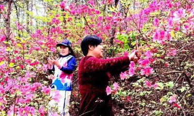 快来赏花！孝昌小悟野生映山红怒放