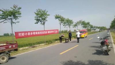 孝昌花西：开展小麦赤霉病防控 确保夏粮丰产丰收
