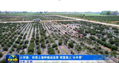 小河镇：砂质土壤种植迷迭香  致富路上“分外香”