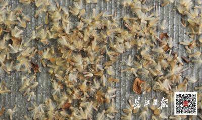 飞絮又来了！春季防敏小贴士→