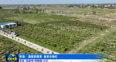 孝昌：满园茶飘香 春茶采摘忙