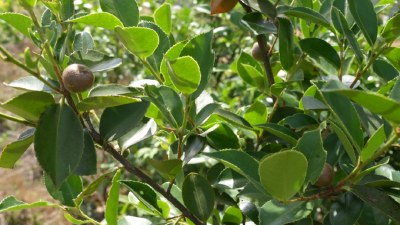 孝昌小悟：油茶种植“绿”满坡 村民增收“油”盼头