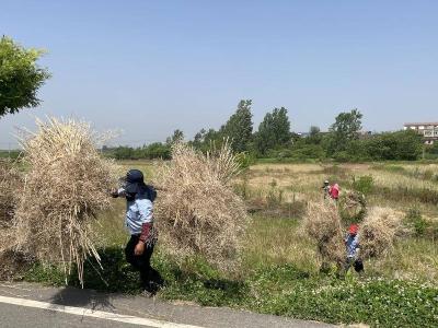 孝昌季店：秸秆只要利用好 增加收入又环保