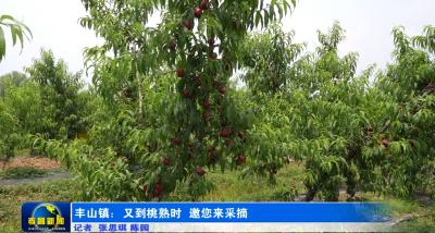 孝昌丰山：又到桃熟时  邀您来采摘