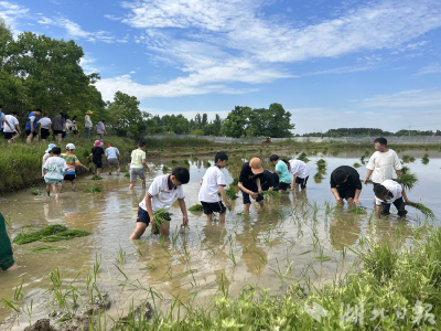 孝昌季店：学生“趣”插秧 体验农活忙