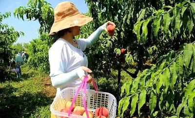 科技工作者风采丨刘仁波：科技助力桃果飘香