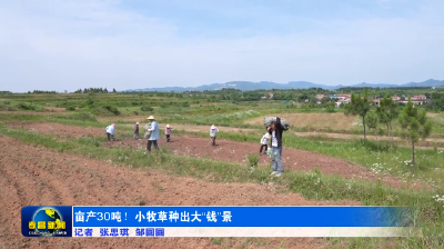 亩产30吨！小牧草种出大“钱”景