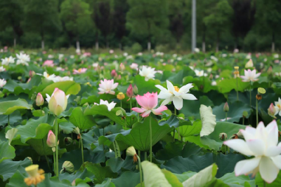 孝昌花园：百亩太空莲盛开