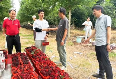 为家乡代言！“孝感好人”舒田雄受邀回乡采摘游