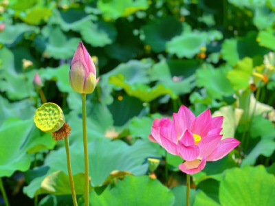 孝昌花西：共同缔造因“荷”而来
