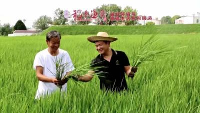 插秧忙，待稻香！孝昌5万亩太子稻进入插秧季