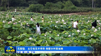 花园镇：百亩太空莲盛开 扮靓乡村美如画