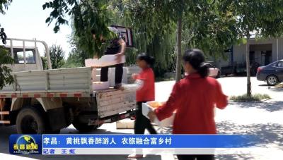 孝昌：黄桃飘香醉游人 农旅融合富乡村