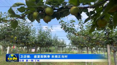 卫店镇：盛夏梨飘香  采摘正当时