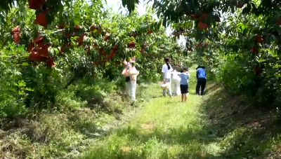 孝昌：黄桃飘香醉游人  农旅融合富乡村