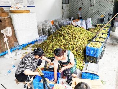 湖北日报报道孝昌：山货搭乘云快车