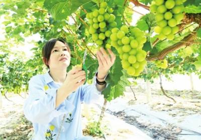 葡萄飘香引客来