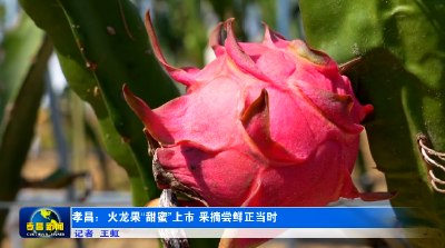 孝昌：火龙果“甜蜜”上市 采摘尝鲜正当时