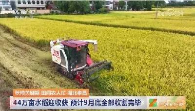 央视聚焦孝昌丰收场景：44万亩水稻迎收获