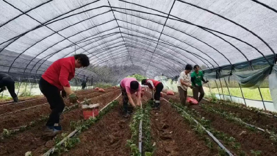 孝昌王店：“莓”好未来 8万株秧苗“移”出绿色致富路