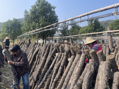 孝昌小悟：小木耳绘就强村富民大文章