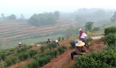孝昌周巷：秋茶忙管护，来年乐丰收