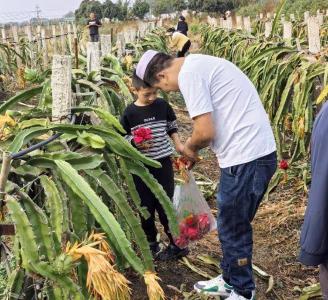 孝昌：民族团结一家亲 火龙果“甜蜜”新生活