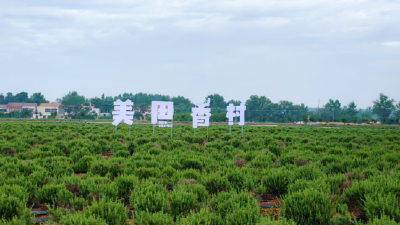 孝昌小河：农文旅融合项目助力乡村振兴