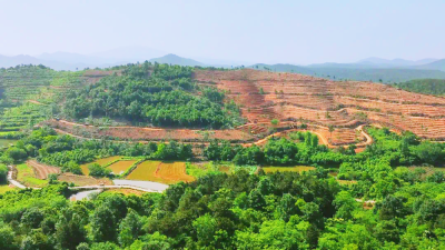 孝昌小悟：油茶香漫山  丰收采摘忙 