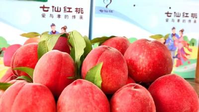 倾心“筑巢”迎“归雁” 孝昌“青创工程”助力千余名青年返乡创业