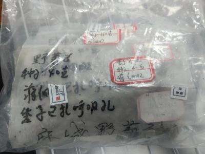 首次！湖北樱花、野菊花从太空返回 