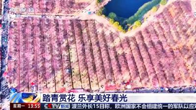 孝昌“梅”景亮相央视，万树花海成顶流打卡地！ 