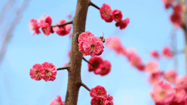 孝昌：万树梅花美如画 “梅”景吸睛又吸“金”