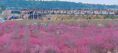 孝昌邹岗：景美客欢 有序开启赏梅潮