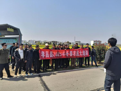 孝昌：春耕沃野传技忙 政策入田育农强  