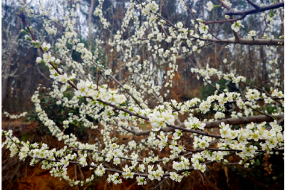 孝感孝昌：李花盛开如“春雪”  满园春色兆丰年