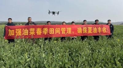 孝昌：农技指导入田间 油菜产业绽新颜 