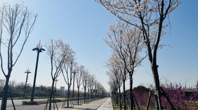 孝昌城南规划路樱花盛放，邀您共赴浪漫之约  