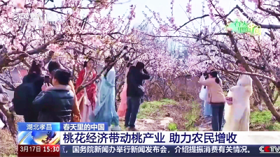央视再度直播孝昌：桃花渐次开 游客踏春来