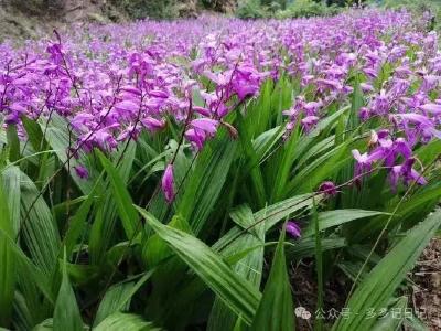 孝昌小悟：白芨春耕忙 乡村振兴有 “良方”