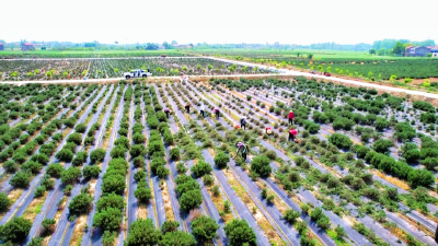 迷迭香种植催生“美丽经济” 