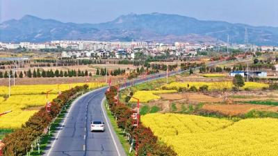 中国交通报关注孝昌：60亿元“赏花经济”沿路生长