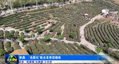 采茶季来了群“红色采茶工”​ 