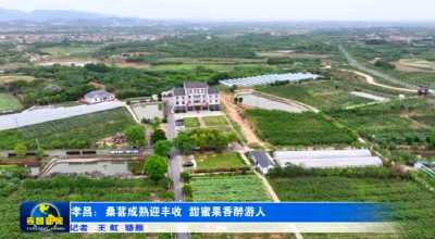 孝昌：桑葚成熟迎丰收 甜蜜果香醉游人 