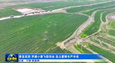 孝昌花西：开展小麦飞防作业 助力夏粮丰产丰收 