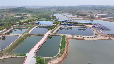 湖北孝昌：“水上春耕”绘新景 小鱼苗“游”出振兴路