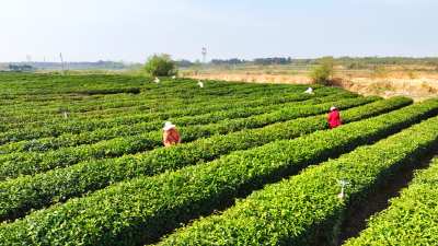 孝感孝昌：春茶采制忙 茶香富一方